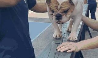 狗过了独木桥就不叫了 狗过了独木桥就不叫了